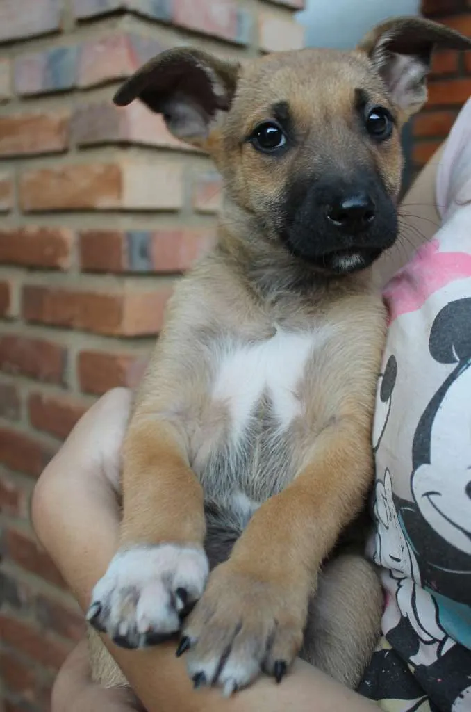 Cachorro raça SRD idade Abaixo de 2 meses nome Fenrir