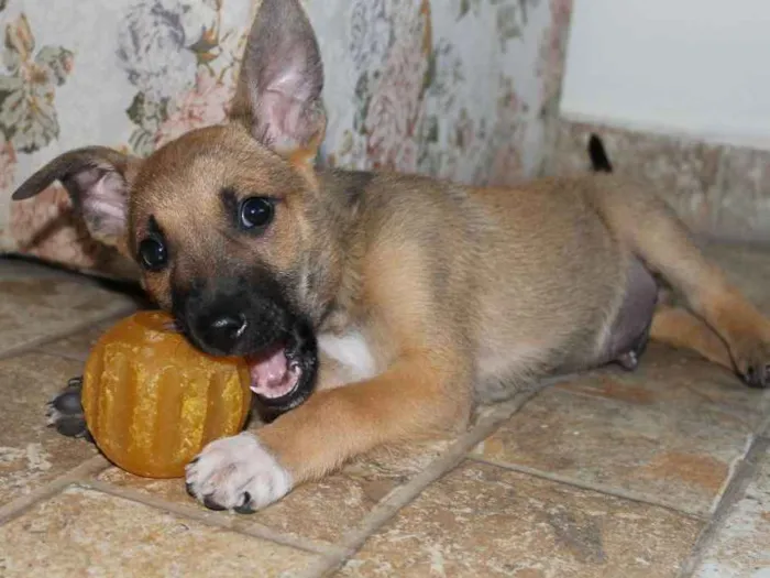 Cachorro raça SRD idade Abaixo de 2 meses nome Fenrir