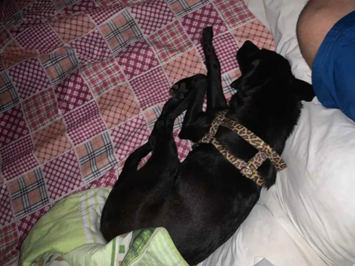 Cachorro raça Indefinido  idade  nome Fugencio 