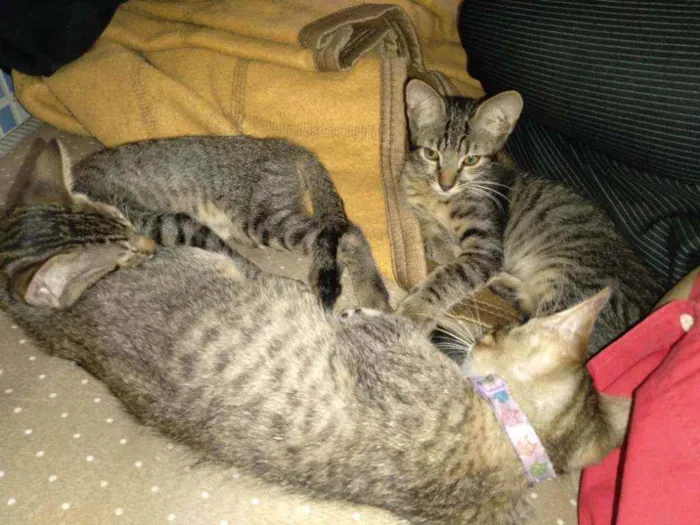 Gato ra a  idade 2 a 6 meses nome Leon, Frajola 