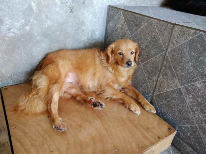 Cachorro ra a SRD idade 2 anos nome Belinha