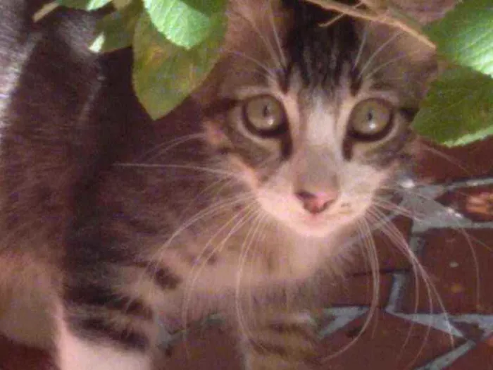 Gato ra a  idade 2 a 6 meses nome Leon, Frajola 