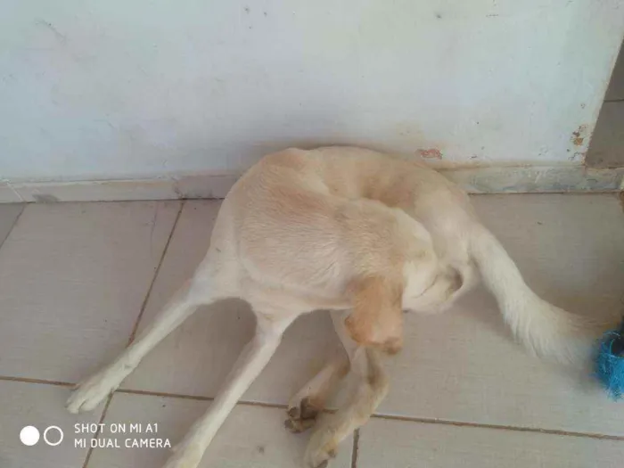 Cachorro ra a Labrador idade 1 ano nome Lucky