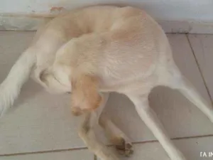 Cachorro raça Labrador idade 1 ano nome Lucky