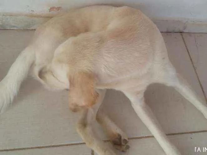 Cachorro ra a Labrador idade 1 ano nome Lucky