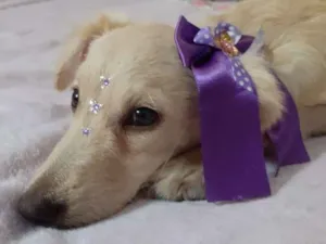 Cachorro raça srd idade 7 a 11 meses nome Sam