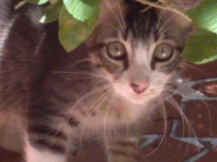 Gato ra a  idade 2 a 6 meses nome Leon, Frajola 