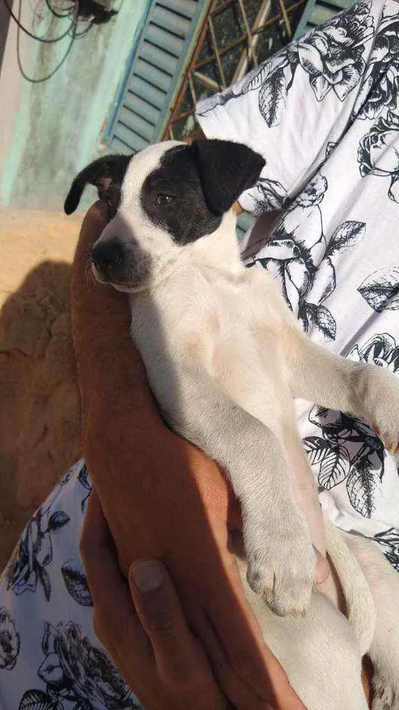 Cachorro ra a Vira-lata idade 7 a 11 meses nome Sohie