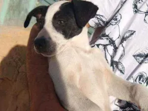 Cachorro raça Vira-lata idade 7 a 11 meses nome Sohie