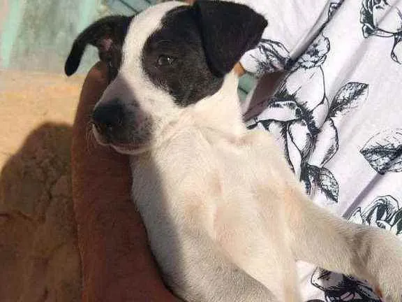 Cachorro ra a Vira-lata idade 7 a 11 meses nome Sohie