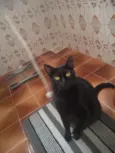 Preta