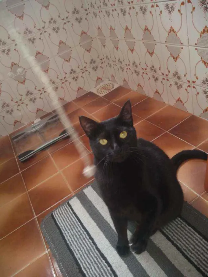 Gato ra a SRD idade 7 a 11 meses nome Preta