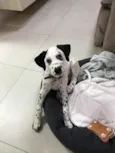 Pongo