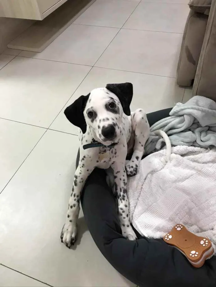 Cachorro ra a Dálmata  idade 2 a 6 meses nome Pongo