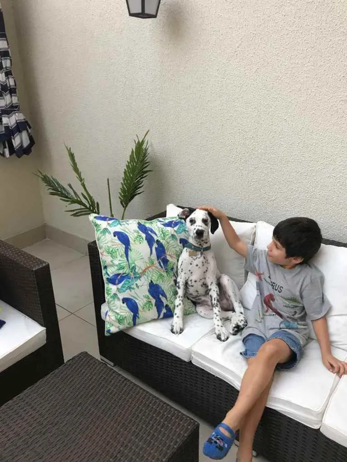Cachorro ra a Dálmata  idade 2 a 6 meses nome Pongo