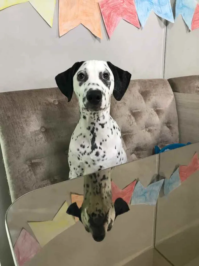 Cachorro ra a Dálmata  idade 2 a 6 meses nome Pongo