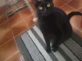 Preta