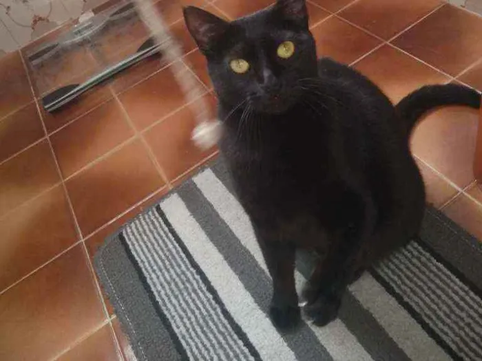 Gato ra a SRD idade 7 a 11 meses nome Preta