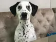 Pongo