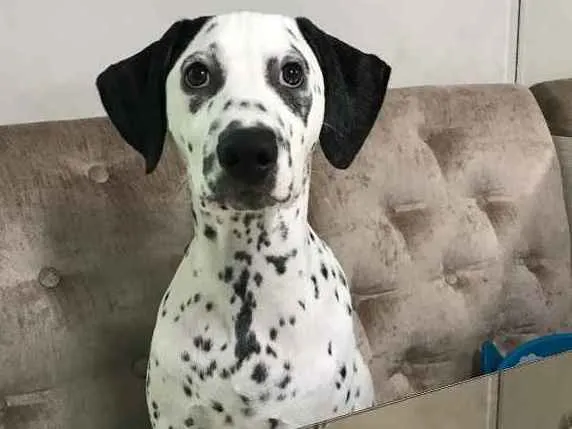 Cachorro ra a Dálmata  idade 2 a 6 meses nome Pongo