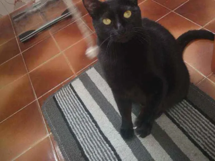 Gato ra a SRD idade 7 a 11 meses nome Preta