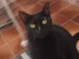 Preta