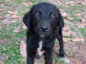 Cachorro raça SRD idade 1 ano nome Bela