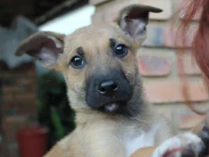 Cachorro raça SRD idade Abaixo de 2 meses nome Fenrir