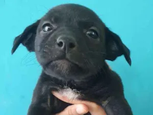 Cachorro raça SRD idade Abaixo de 2 meses nome Sem Nome