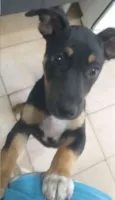 Pequena
