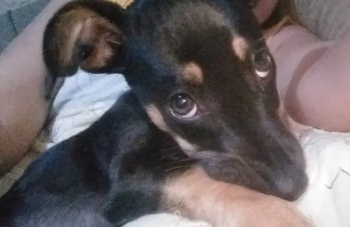 Cachorro ra a SRD idade 2 a 6 meses nome Pequena