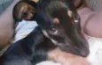 Pequena