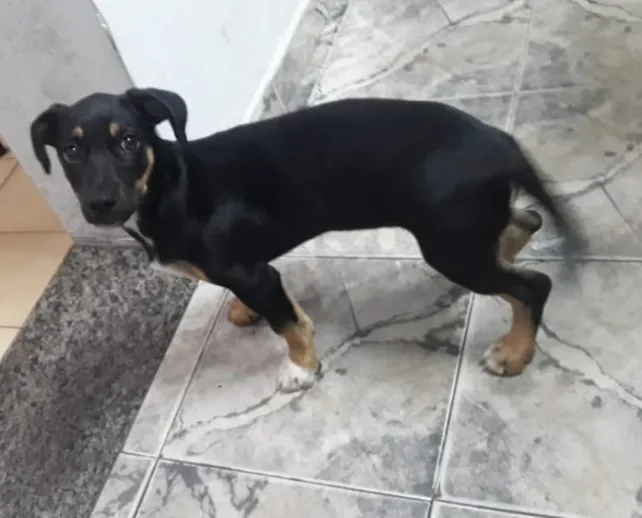Cachorro ra a SRD idade 2 a 6 meses nome Pequena
