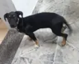 Pequena