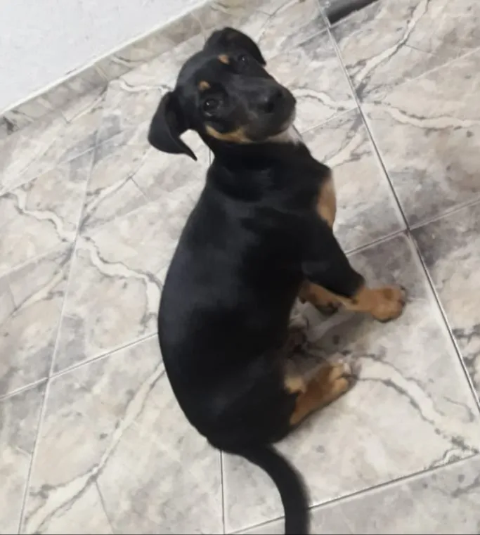 Cachorro ra a SRD idade 2 a 6 meses nome Pequena