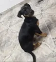 Pequena