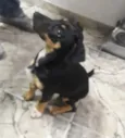 Pequena