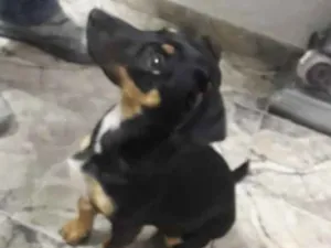 Cachorro raça SRD idade 2 a 6 meses nome Pequena