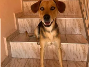 Cachorro raça SRD idade 1 ano nome Bento