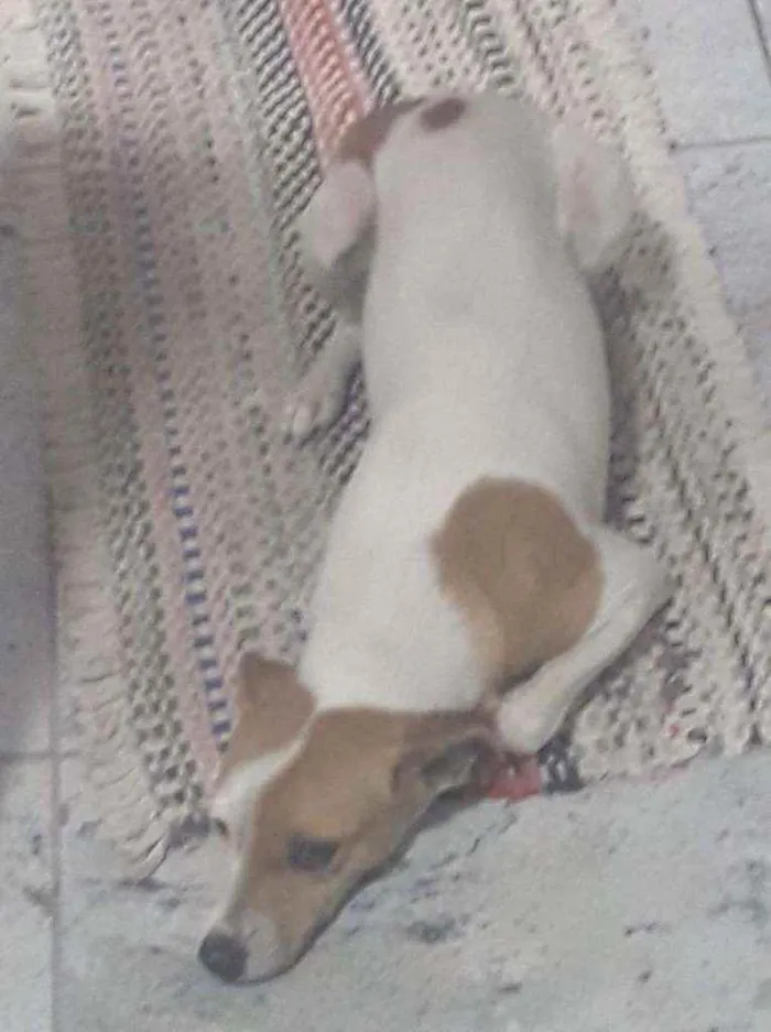 Cachorro ra a Mista idade Abaixo de 2 meses nome Junim