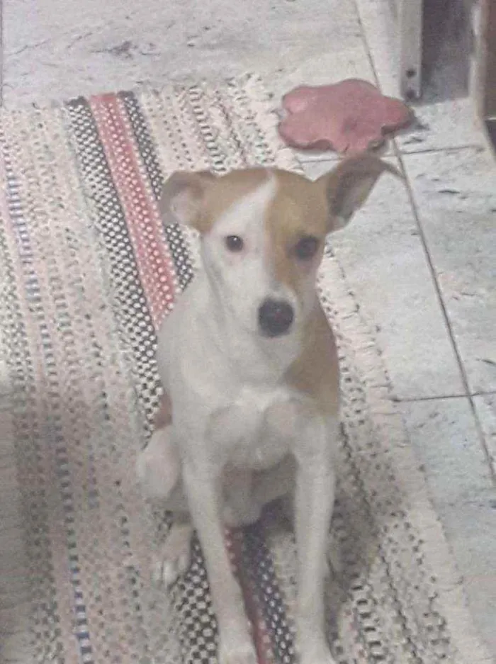 Cachorro ra a Mista idade Abaixo de 2 meses nome Junim