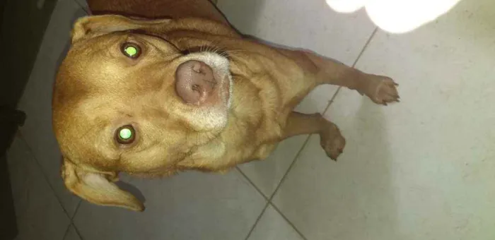 Cachorro ra a Vira-lata idade 3 anos nome Caramelo