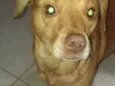 Caramelo