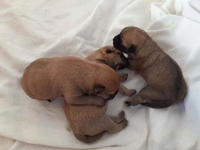 Cachorro ra a Sem raça definida  idade Abaixo de 2 meses nome Sem nome