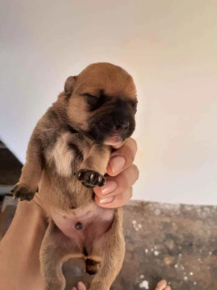 Cachorro ra a Sem raça definida  idade Abaixo de 2 meses nome Sem nome