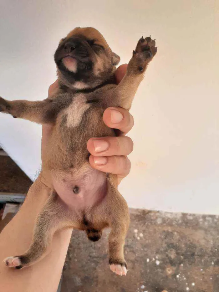 Cachorro ra a Sem raça definida  idade Abaixo de 2 meses nome Sem nome