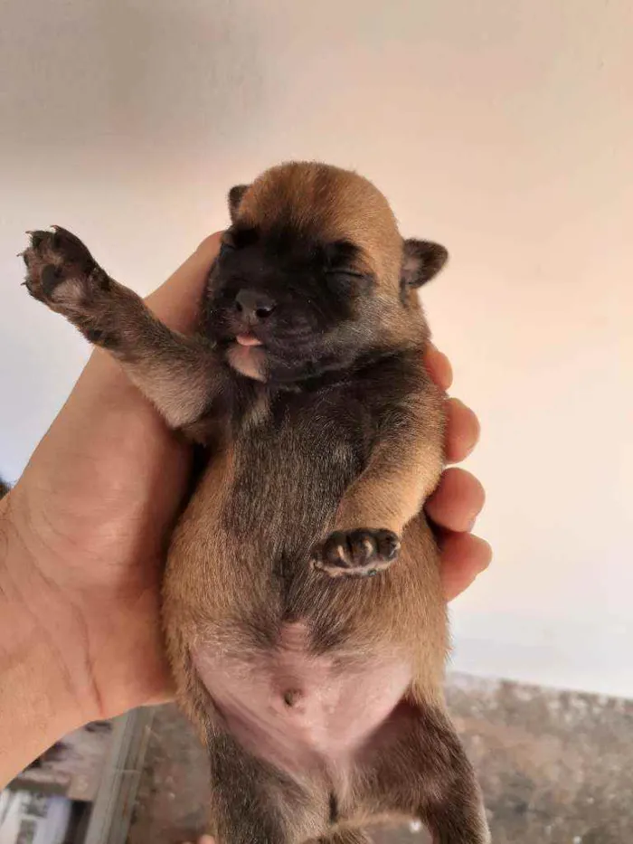 Cachorro ra a Sem raça definida  idade Abaixo de 2 meses nome Sem nome