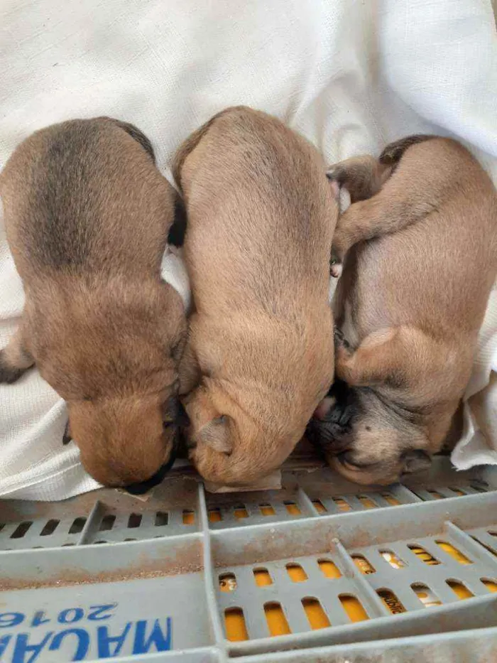 Cachorro ra a Sem raça definida  idade Abaixo de 2 meses nome Sem nome