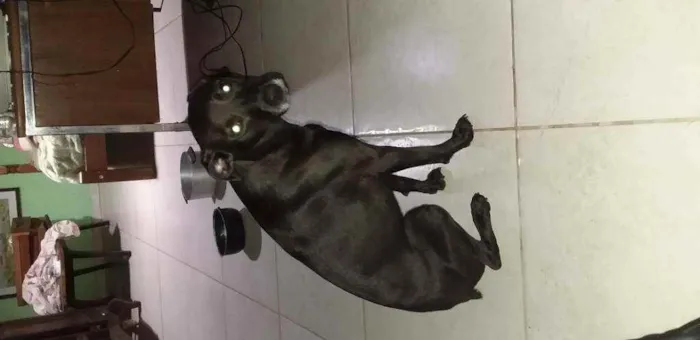 Gato ra a Vira-lata idade 3 anos nome Sarinha