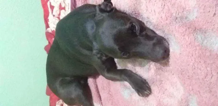 Gato ra a Vira-lata idade 3 anos nome Sarinha